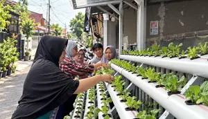 Lahan Terbatas Bukan Halangan, PNM Ajak Nasabah Mekaar Kembangkan Pertanian Urban