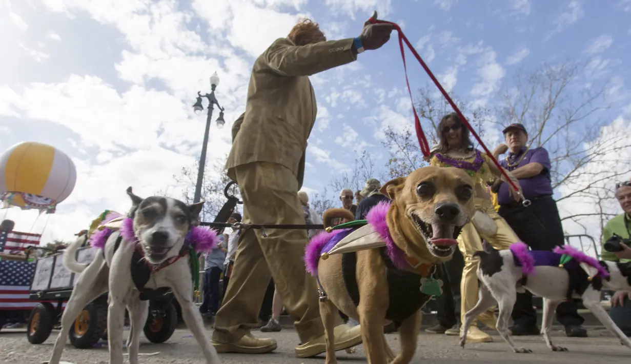 Sejumlah anjing mengikuti Mystic Krewe parade anjing di New Orleans , Louisiana, (31/1). Parade ini dipadati oleh pengunjung yang ingin melihat atraksi dari anjing - anjing tersebut. (REUTERS / Lee Celano)