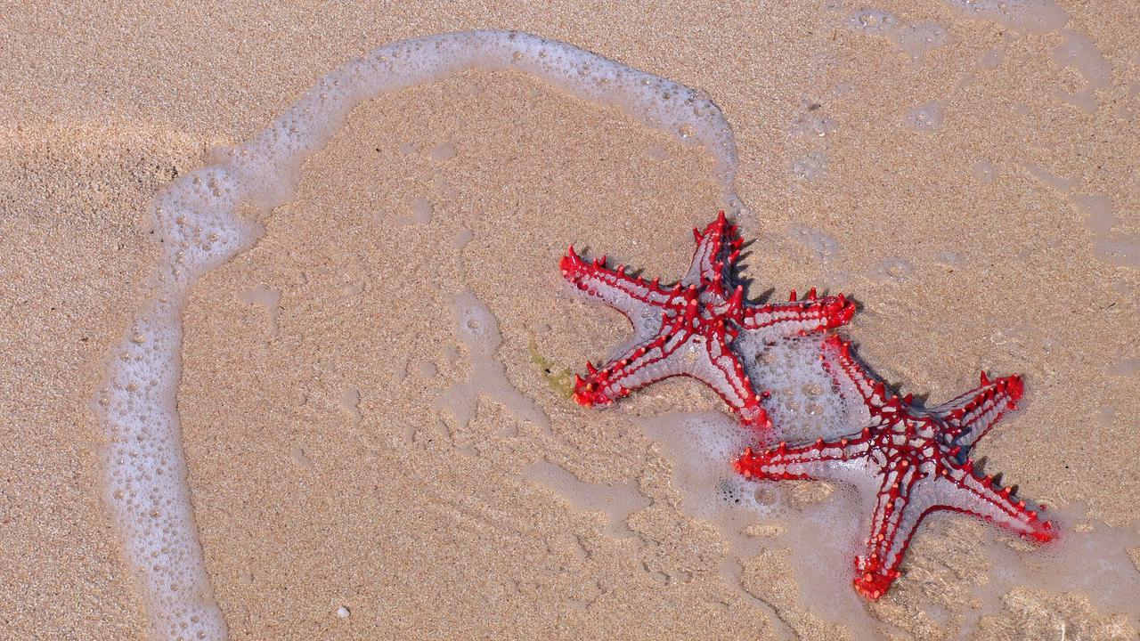 Ilustrasi Bintang Laut