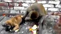 Aksi Jahil Monyet ke Anak Anjing 