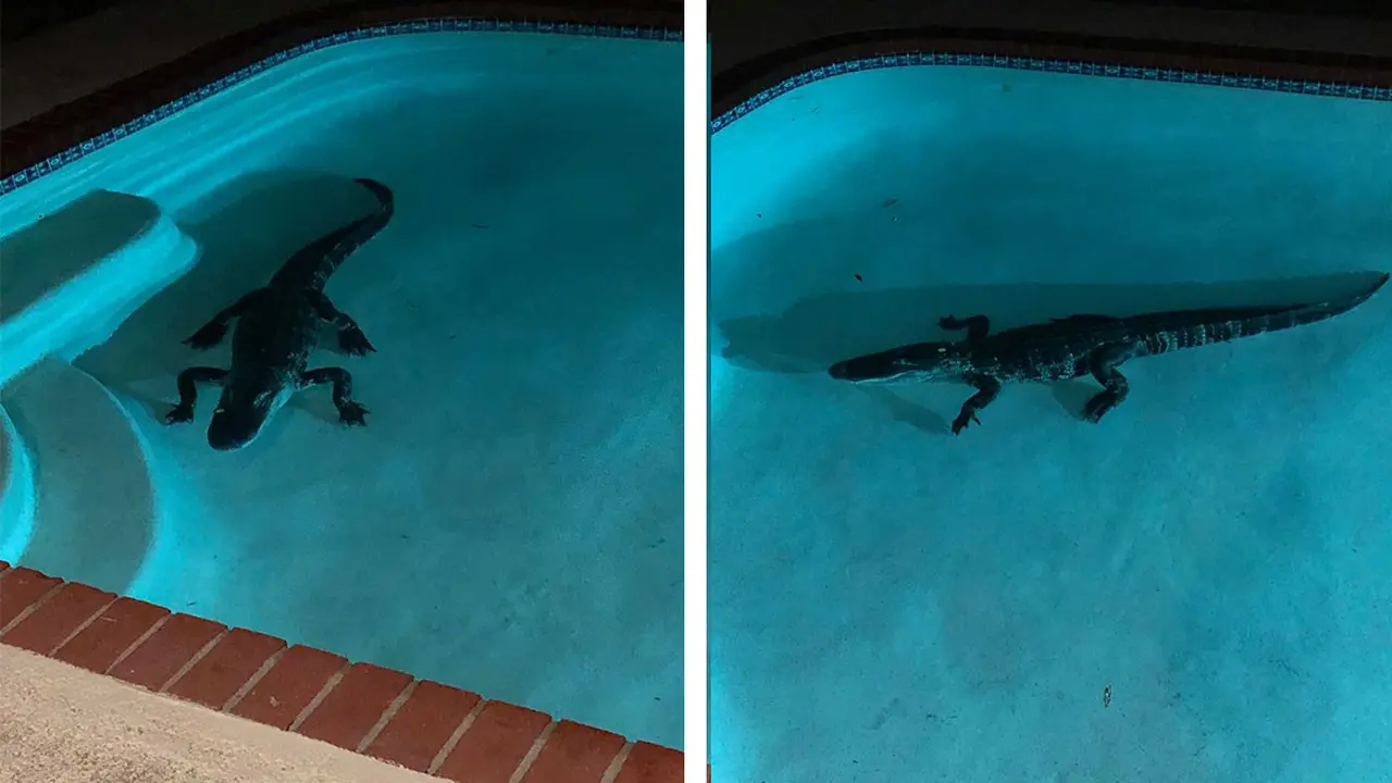 Perempuan Ini Terbangun dan Menemukan Alligator Berenang di Kolamnya