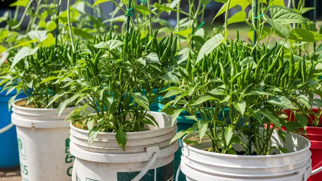 Ide Kebun Kombinasi Tanaman Kacang dan Cabai dalam Ember Bekas