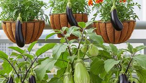 Cara Membuat Kebun Terong Gantung Sederhana (Image by Gemini AI)