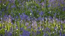 Bunga bluebells liar terlihat mengubah lantai hutan menjadi biru, membentuk karpet di Hallerbos, juga dikenal sebagai 'Hutan Biru', dekat Halle, Belgia (18/4). (Reuters/Yves Herman)