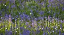 Bunga bluebells liar terlihat mengubah lantai hutan menjadi biru, membentuk karpet di Hallerbos, juga dikenal sebagai 'Hutan Biru', dekat Halle, Belgia (18/4). (Reuters/Yves Herman)
