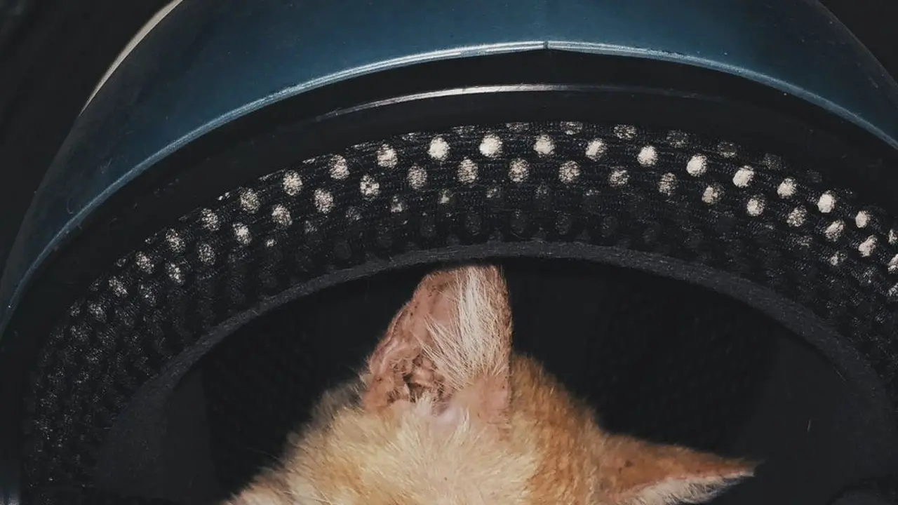 6 Kandang Kucing Ini Nyeleneh Banget, Bikin Tepuk Jidat