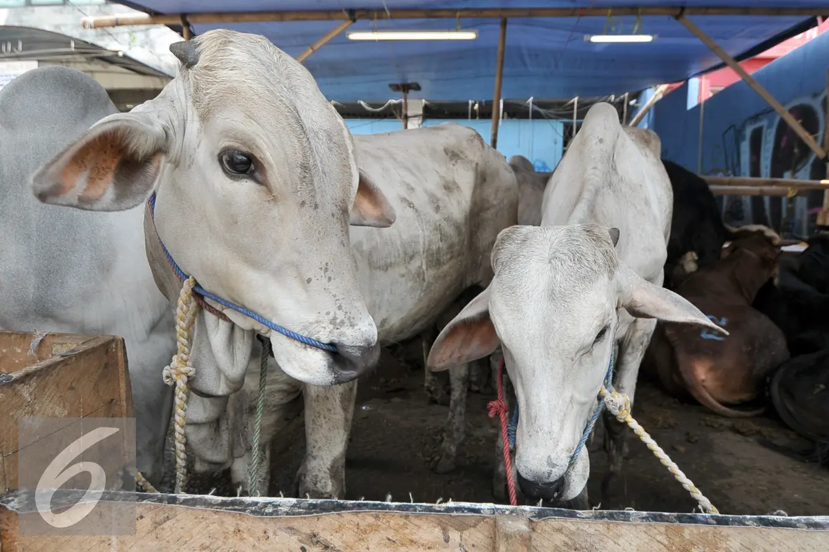 20160903-Idul-Adha-Jakarta-Qurban-YR