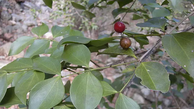 Pohon Strychnine