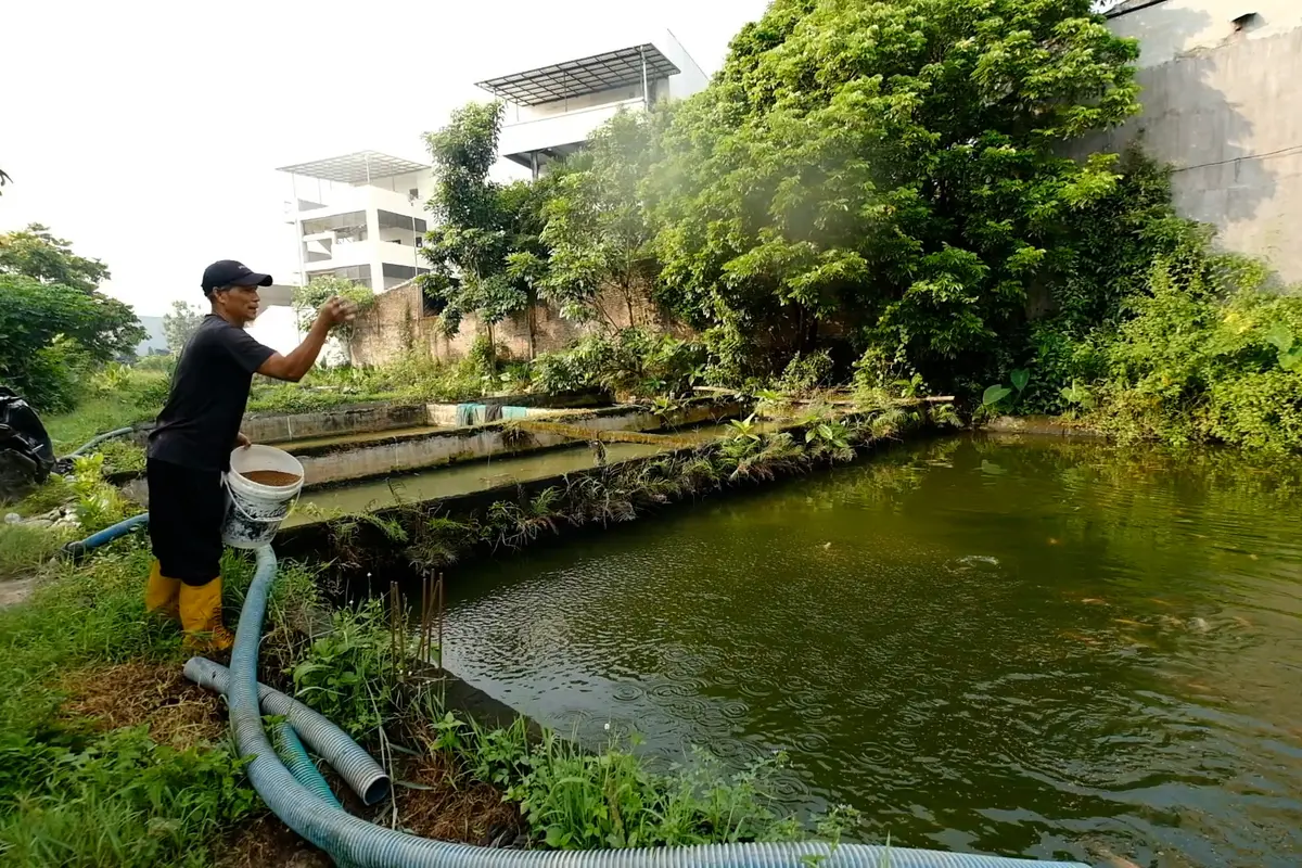 Program MBG Gerakkan Ekonomi Desa, Pembudidaya Ikan Lokal Makin Laris Manis