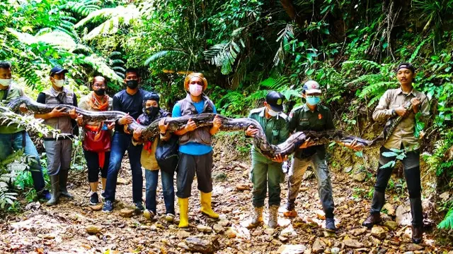 Personel BBKSDA Riau bersama penaluk ular, Amar_pd, melepaskan ular sawat berukuran 9 meter di kawasan hutan.