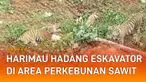 Seekor harimau hadang eskavator di perkebunan sawit menarik perhatian.