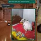 Potret 6 Hewan Tiduran di Ranjang Kamar Ini Curi Perhatian (IG/humorr.receh Film Consortium)