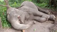 Gajah Rahman yang merupakan gajah binaan Taman Nasional Tesso Nilo ditemukan tak bernyawa dengan gading sudah hilang. (Liputan6.com/M Syukur)