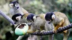 Monyet tupai berbaris saat diberi makan dengan wadah dari telur Paskah yang terbuat dari bubur kertas selama pemotretan di ZSL London Zoo di London, Inggris (18/4). Kebun binatang ZSL London menghadiahkan hewan-hewan peliharaannya makanan dalam kemasan telur Paskah. (Reuters/Peter Nicholls)