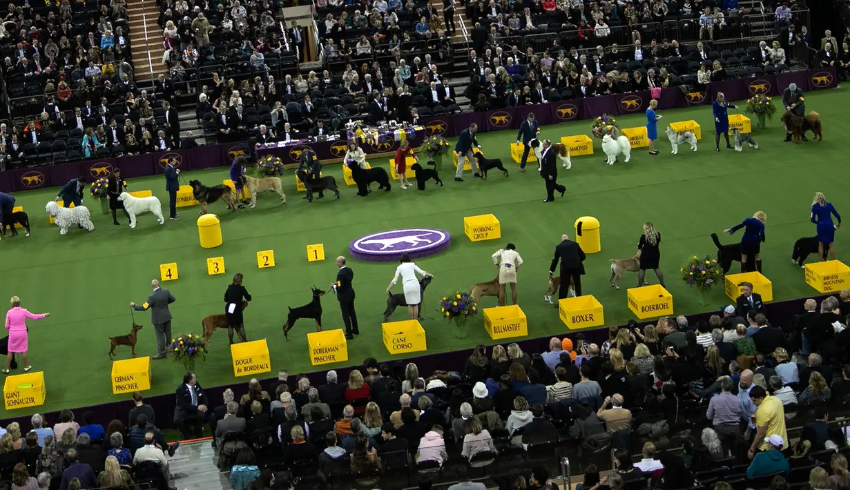 Anjing-anjing bersaing dalam Westminster Kennel Club Dog Show ke-144 di New York, Amerika Serikat, Selasa (11/2/2020). Westminster Kennel Club Dog Show ke-144 diikuti 2.600 anjing dari 49 negara bagian. (AP Photo/Wong Maye-E)