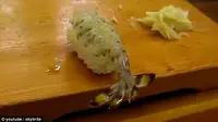 Udang pada sushi yang tiba-tiba menggerakkan bagian ekornya. (Daily Mail)