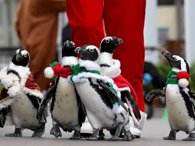 Penguin Afrika mengenakan kostum bertema Natal menghibur penonton di Hakkeijima Sea Paradise di Yokohama (11/11). Acara The aquarium's Christmas ini digelar dari 11 November hingga perayaan Natal, 25 Desember. (AFP Photo/Toshifumi Kitamura)