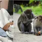 Bocah 5 tahun diserang kawanan monyet 30 ekor lebih saat bermain sendiri di depan rumah. (Sumber: Buletin TV3 & 123RF / World of Buzz)