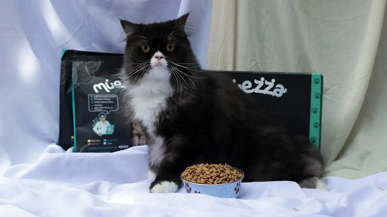 Kucing Kesayangan Jadi Picky Eater, Gimana Menghadapinya Ya?