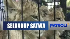 BBKSDA dan Polda Riau berhasil gagalkan penyelundupan satwa dilindungi.