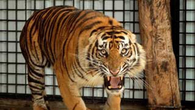 Download 550 Koleksi Gambar Harimau Makan Daging Terbaik 