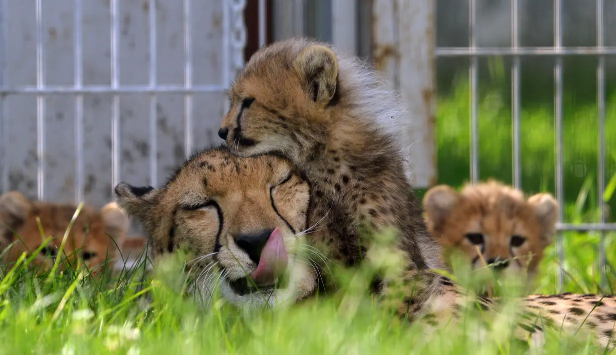 Bayi cheetah berinteraksi dengan induknya, Savannah, di Kebun Binatang Praha, Republik Ceko, Kamis (3/8). Lima ekor cheetah, 3 jantan dan 2 betina, dilahirkan pada 15 Mei 2017 lalu dan menambah total 64 cheetah di kebun binatang ini. (MICHAL CIZEK/AFP)