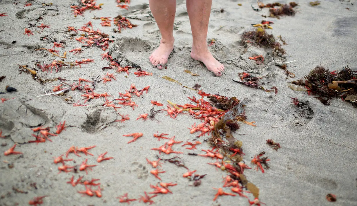 Beberapa dari ribuan kepiting yang terdampar di sepanjang pantai Dana Point, California, Rabu (17/6/2015). Kepiting-kepiting tersebut pada bulan Januari lalu pertama muncul di Newport Beach. (REUTERS/Sandy Huffaker)