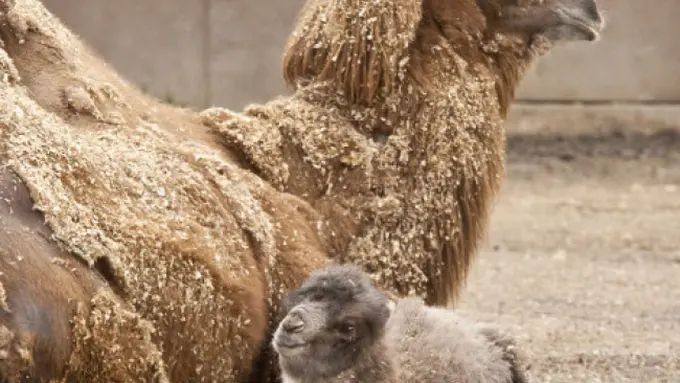14 Potret Bayi Hewan yang Mampu Mencairkan Hatimu