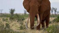 Satao, salah satu gajah dengan gading terbesar di taman nasional Tsavo East di Kenya.