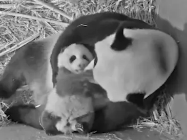 Tangkapan layar dari video yang disediakan Kebun Binatang Ouwehands menunjukkan anak panda raksasa Fan Xing bersama induknya Wu Wen di Kebun Binatang Ouwehands, Rhenen, Belanda, Juli 2020. Anak panda raksasa yang lahir pada 1 Mei di Kebun Binatang Ouwehands Belanda itu dinamai Fan Xing. (Xinhua)