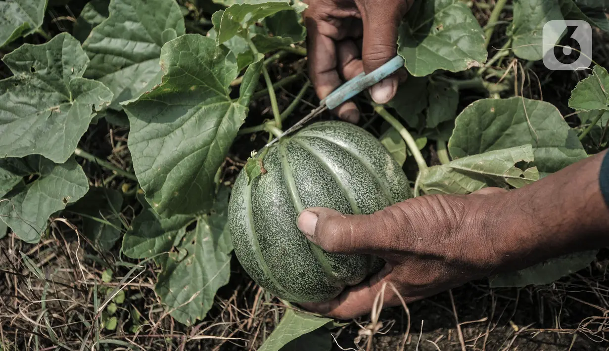 Petani saat memanen blewah di kawasan Babelan, Kabupaten Bekasi, Minggu (18/4/2021). Ilham (45) salah seorang petani mengungkapkan dalam panen 1 hektare lahan mampu menghasilkan total 15 ton blewah dengan harga jual Rp7.000 per kilogram. (merdeka.com/Iqbal S. Nugroho)