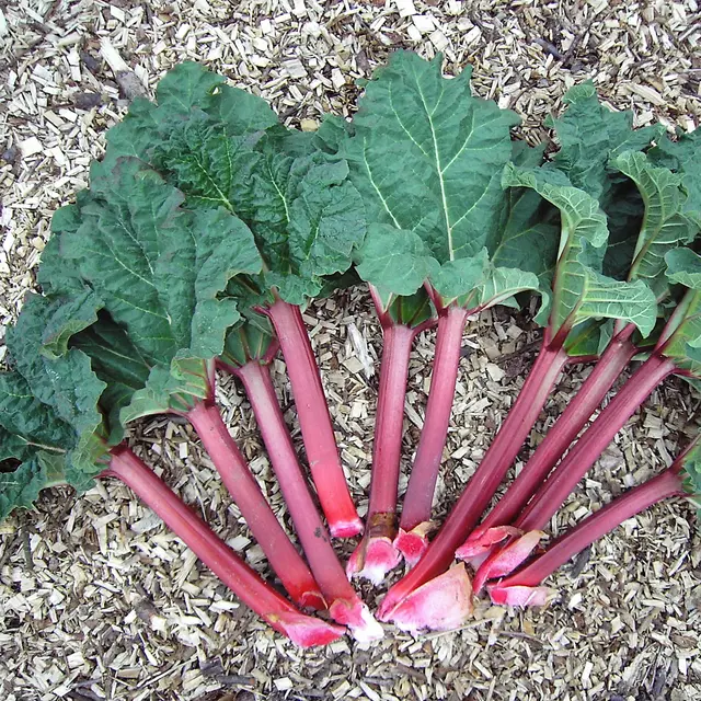 Rhubarb