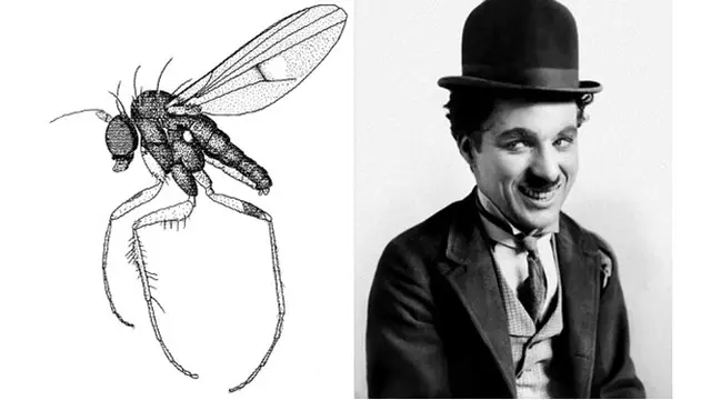 Nama Latin Makhluk Hidup Ini Mirip Artis Hollywood (sumber: artsy)