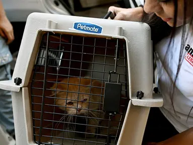 Seorang aktivis dari LSM Animals Lebanon tiba di tempat penampungan dengan membawa seekor kucing di pinggiran selatan Beirut pada 3 Oktober 2024. (Joseph EID/AFP)