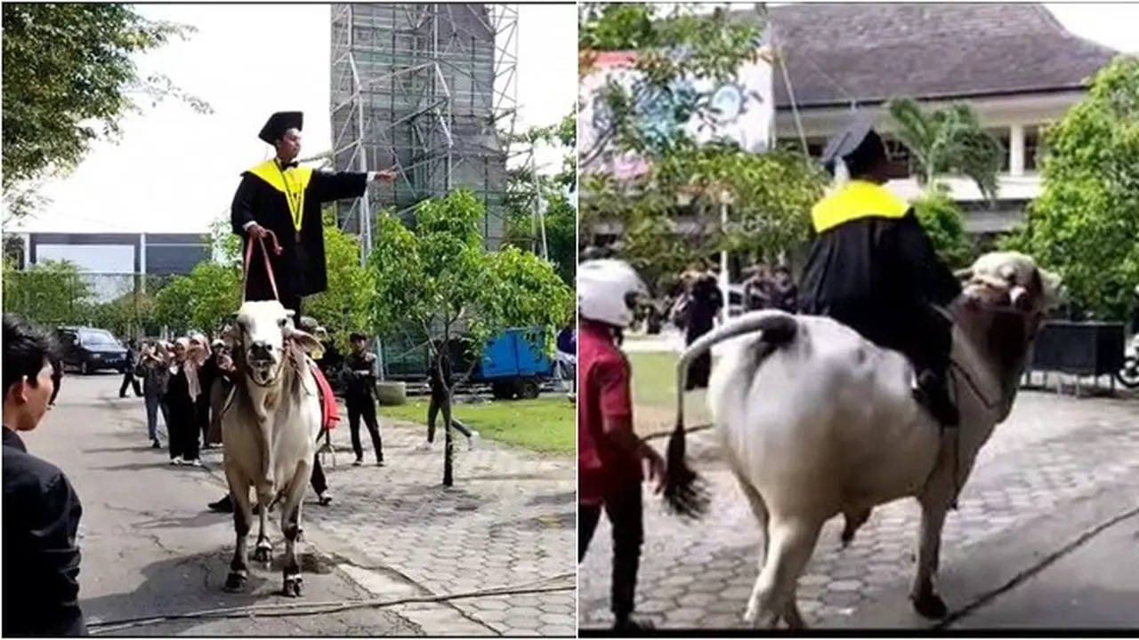 Viral Mahasiswa Bawa Sapi saat Rayakan Wisuda, Dinaiki Hingga Bikin Heboh