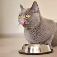 Ilustrasi kucing makan. (Foto: Shutterstock)