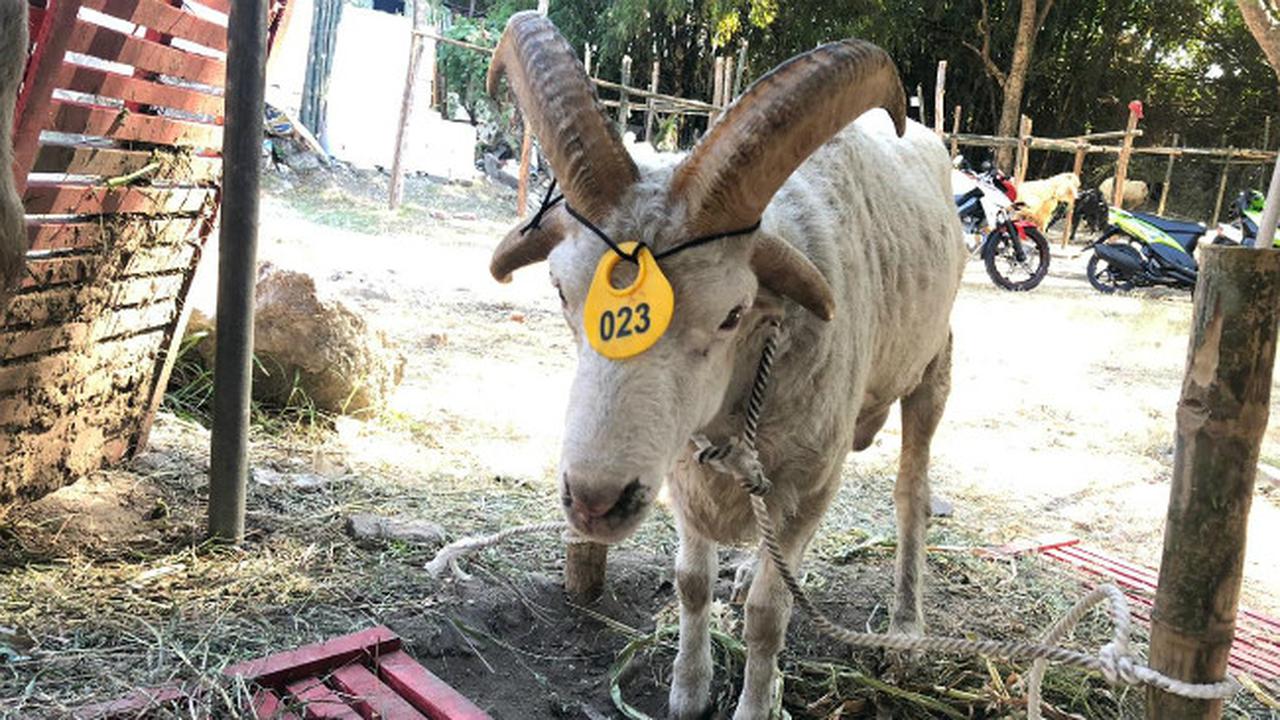 (Foto: Liputan6.com/Dian Kurniawan)