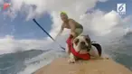 Tak mau kalah dengan pemiliknya, seekor anjing jenis bulldog ikut berselancar di laut. Begini aksinya!
