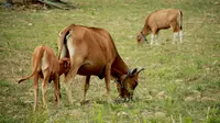 Kondisi ternak sapi di Gorontalo yang sulit mendapatkan pakan akibat cuaca panas (Arfandi Ibrahim/Liputan6.com)