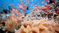 Indonesia tak hanya mempunyai taman laut Bunaken, Raja Ampat, maupun Wakatobi. Masih ada beberapa surga bawah laut indah lainnya.