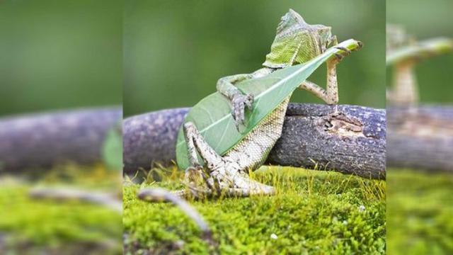 Foto Karya Orang Indonesia Ini Hebohkan Media Asing Citizen6 Liputan6 Com