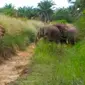 Kawanan gajah sumatra yang dikenal dengan kelompok sebelas masuk ke kebun warga di Kota Pekanbaru. (Liputan6.com/Dok BBKSDA Riau/M Syukur)