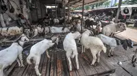 Pedagang hewan kurban menunggu pembeli di Pasar Kambing, Tanah Abang, Jakarta, Selasa (6/7/2021). PPKM Darurat juga menyebabkan pengiriman hewan kurban dari luar kota terhambat sehingga stok kambing dan sapi terbatas. (merdeka.com/Iqbal S. Nugroho)