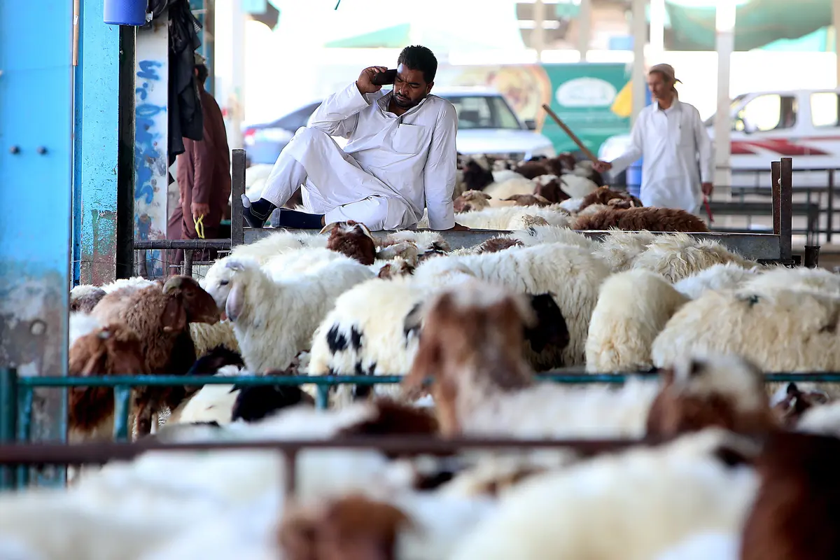 Pasar Hewan Kurban di Kuwait