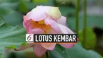 Dua bunga Lotus tumbuh mekar dalam satu tangkai di China. Fenomena ini terjadi di dua tempat yang berbeda.