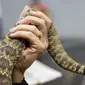 Seorang wanita mengangkat seekor ular derik saat berpose dalam kompetisi Roundup Sweetwater Rattlesnake di Texas, Amerika Serikat, Sabtu (10/3). Acara tahunan ini biasa dihadiri ribuan pengunjung  dari berbagai penjuru AS. (Loren Elliott/AFP)