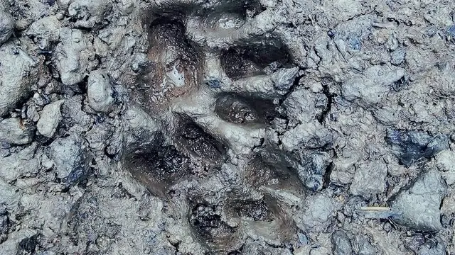 Harimau Sumatera Santap Sapi dan Kambing Warga Indragiri Hilir Tanpa Permisi