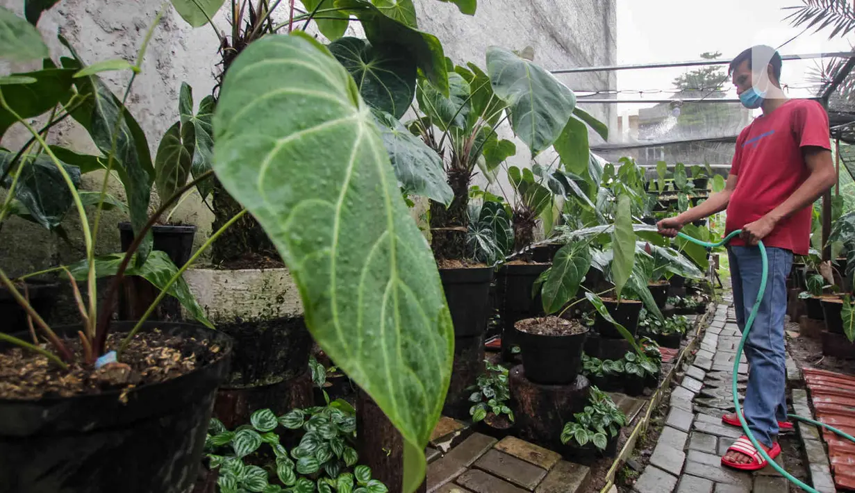 Pembudi daya menyiram tanaman hias kuping gajah (Anthurium crystallinum) di Pinang, Kota Tangerang, Banten, Jumat (21/1/2022). Tanaman hias berbagai jenis dari harga Rp50 ribu hingga Rp2 juta per tanaman tersebut dipasarkan sampai Thailand, Malaysia hingga Kanada. (Liputan6.com/Angga Yuniar)