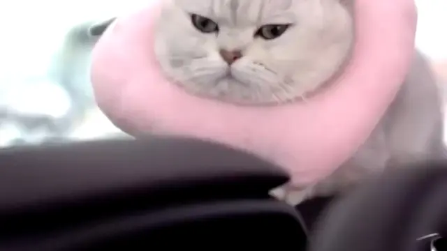Potret Gemas Mao Mao, Model Kucing yang Dapat Upah Hingga Rp 22 Juta Sekali Tampil. (Sumber: Odditycentral)