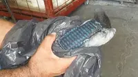 Sipir Penjara Tangkap Merpati Bawa Hp, Modus Penyelundupan Baru?